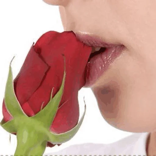 женщина, роза зубах, поцелуй розы, поцелуй цветами, женщина целует розу