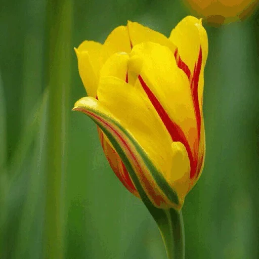 тюльпаны, цветок тюльпан, желтые тюльпаны, тюльпан вашингтон, тюльпан энкель красно желтый