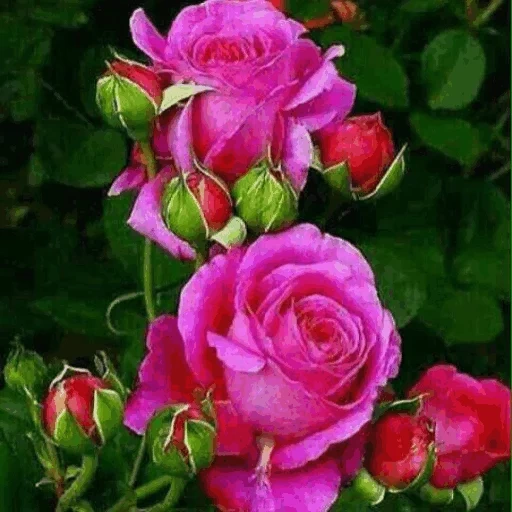роза пинк, роза родео, роза билона, роза эминенс, фиолетовые розы