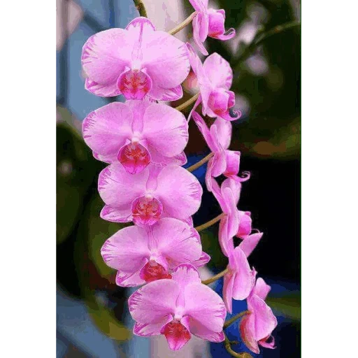 орхидея, цветок орхидея, розовая орхидея, фаленопсис бьютифул, розовая орхидея фаленопсис