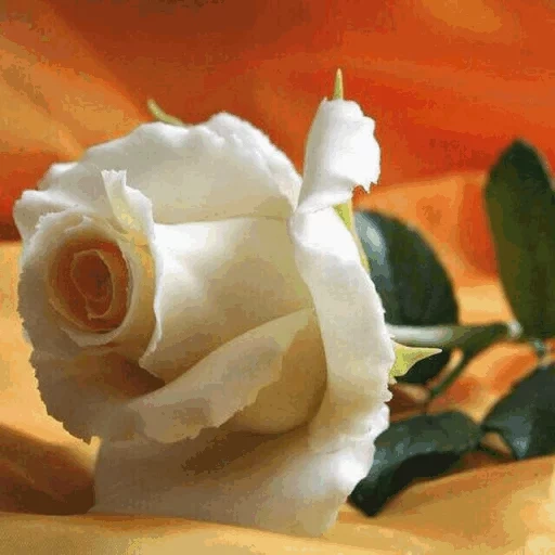 розы, белые розы, роза кремовая, роза белая роза, красивые белые розы
