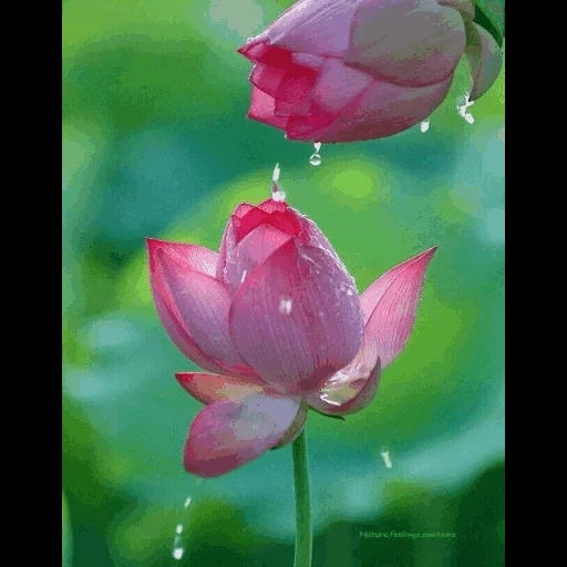 лотус фловер, цветок лотоса, красивые цветы, цветок кувшинка, цветы красивые розы