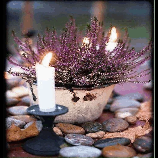 свеча, растение, вереск свечи, цветы лаванда, лавандовый декор