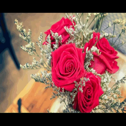 розы, цветы, букет роз, красивые розы, букет три розы гипсофила