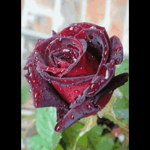 розы цветы, красивые розы, роза блэк баккара, цветы красивые розы, роза чайно гибридная блэк баккара
