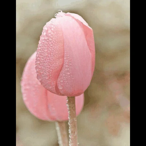 тюльпаны, розовые цветы, тюльпаны росе, розовые тюльпаны, тюльпан pink treasure