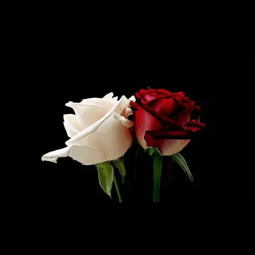 две розы, цветы розы, белые розы, красивые розы, цветы красивые розы