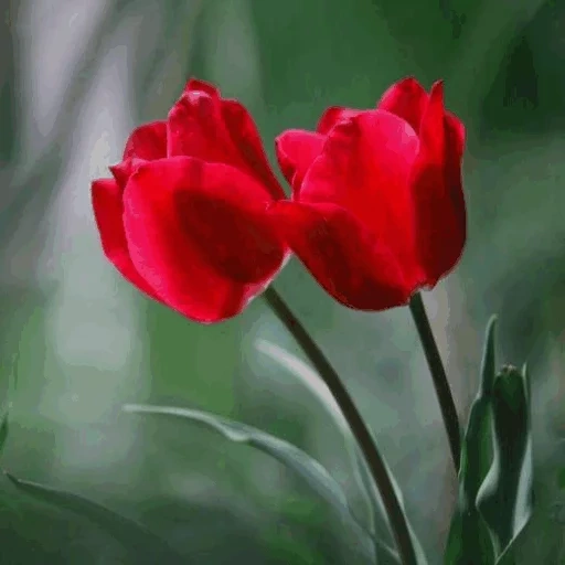 тюльпаны, алые тюльпаны, лола кизгалдок, цветок тюльпан, красные тюльпаны