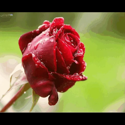 red rose, алые розы, роза росе, роза каплях, красивые розы