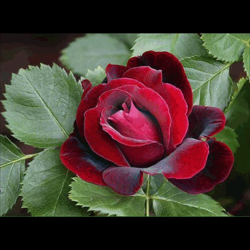 роза цветок, красная роза, красивые розы, роза кустовая, бархатные розы