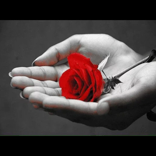 цветы, роза руке, розы руках гифками, роза мужских ладонях, красная роза ладонях