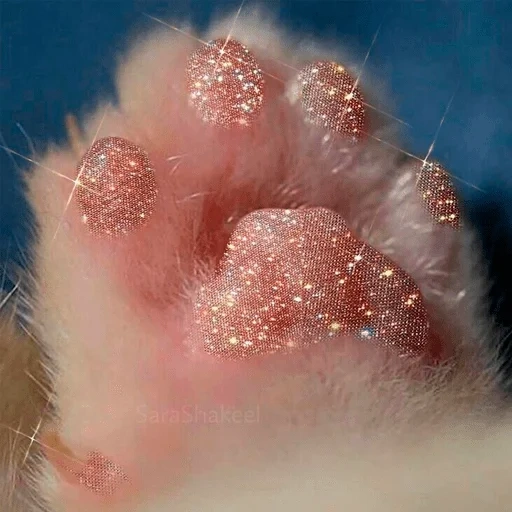 kaki, cakar kucing, cakar kucing, kaki kucing, cakar merah muda