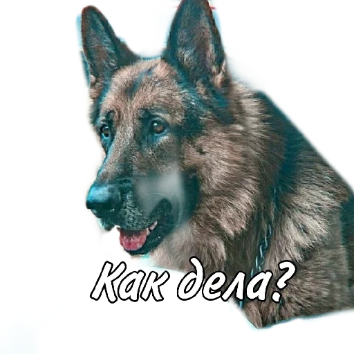 der hund, der schäferhund, deutscher schäferhund, der deutsche schäferhund mukhtar kunst