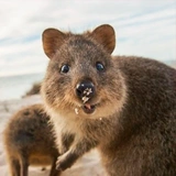 Quokka