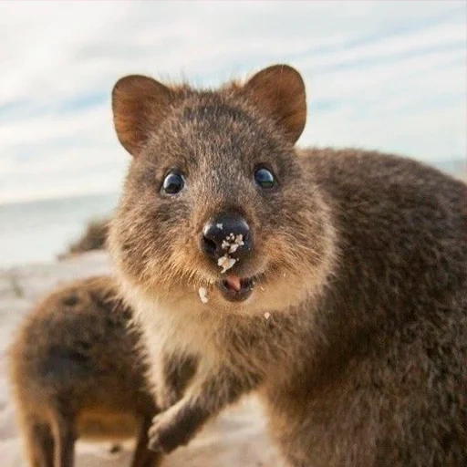 kuwoka, kangourou kwokka, félins, kwokka australie, marsupiaux