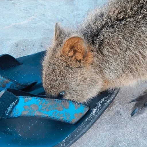 kuvoka, kwokka canguro, i gatti, kwokka australia