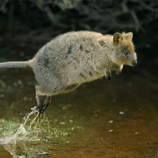 kuwoka, tas, kwokka australia, kanguru ekor pendek, kwokka marsupial di australia