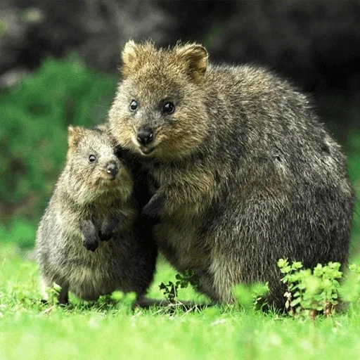kuwoka, kanguru kwokka, beruang wombat kecil, gemerincing the cub, kanguru ekor pendek