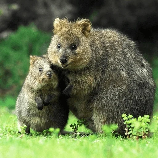 kuvoka, kwokka canguro, orso vombato, tintinnio dei cuccioli, canguro dalla coda corta