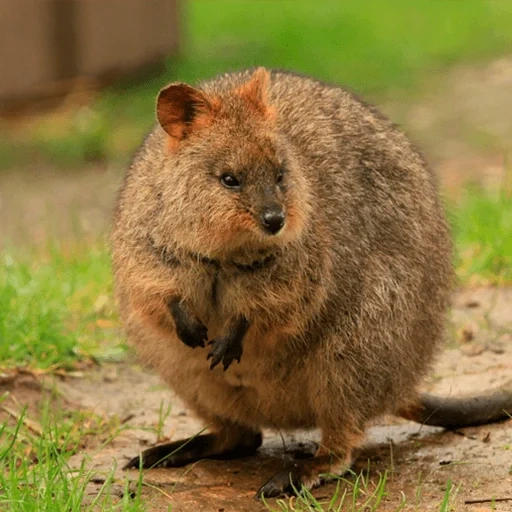 kuvuka, canguro kwokka, gatos, marsupiales, canguro enano