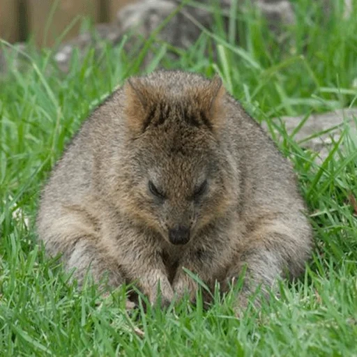 kuvuka, canguro kwokka, wombat, wombat, marsupiales