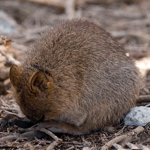 kuwoka, marsupial, marsupiaux, kangourou à queue courte, kangourou à queue courte