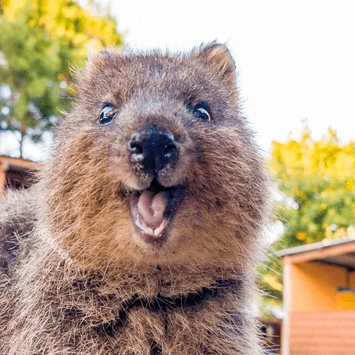 kowoki, die kuvoca, der böse kvokka, känguru kwokka, australisches tier kwokka