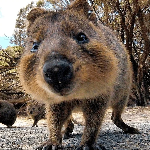 kowoki, quokka, laufende meme, die katzen, das zwergkänguru