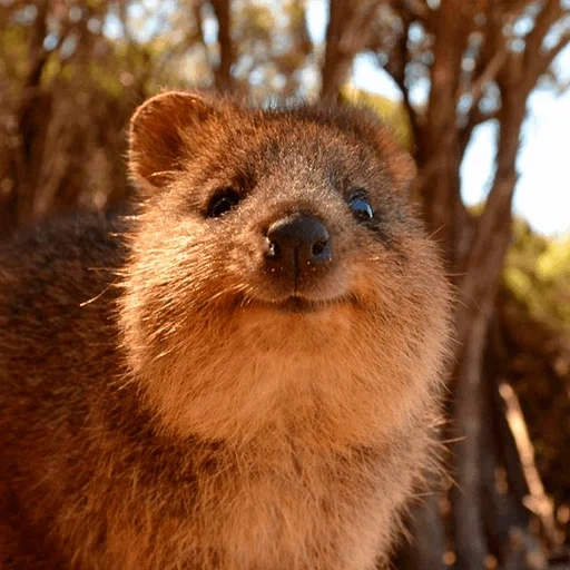 kwokka canguro, kwokka australia, i marsupiali, carino animale kvokka, kvokka animale sorridente