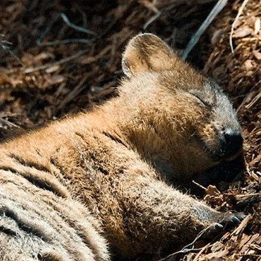 die kuvoca, kvokka schläft, das tier von kowalkka, die siebenschläfer, niedliche tiere kvokka