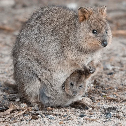 kwokka canguro, i gatti, canguro marsupiale, canguro dalla coda corta, canguro dalla coda corta