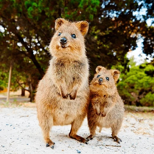 die kuvoca, känguru kwokka, mini känguru kwokka, beuteltiere, das zwergkänguru