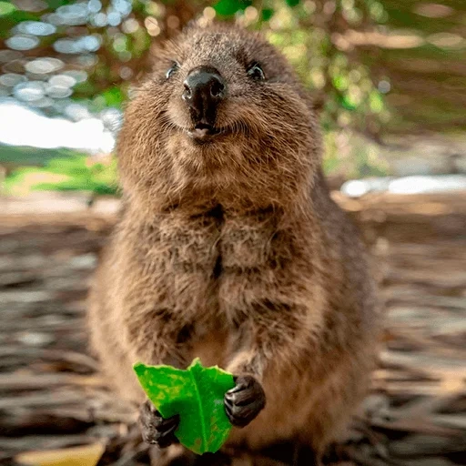 kowoki, känguru kwokka, die katzen, australisches tier kwokka, känguru mit kurzem schwanz