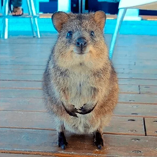 kowoki, die kuvoca, känguru kwokka, die katzen, känguru mit kurzem schwanz