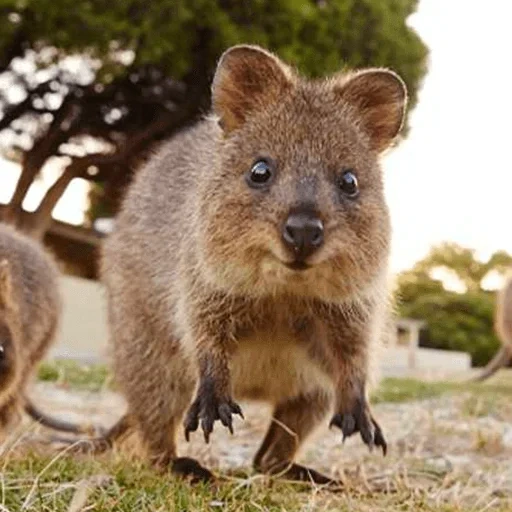 canguru kwokka, cat, kwokka austrália, animal engraçado kvokki, marsupial