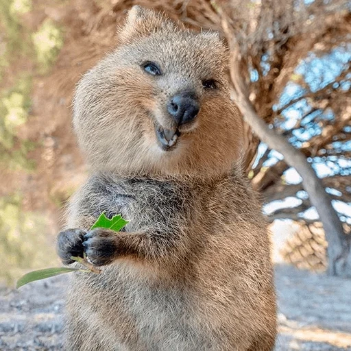 kuvoka, i gatti, i marsupiali, carino animale kvokka, canguro nano