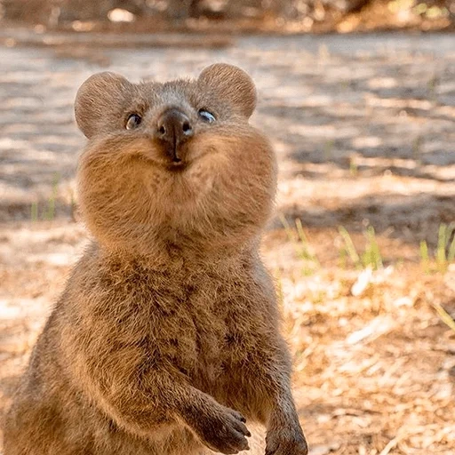 kovoki, kuvoka, la bestia di kovakka, i gatti, animale allegro