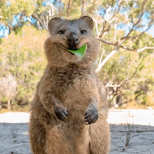 kuvoka, canguru kwokka, cat, marsupial, canguru de cauda curta