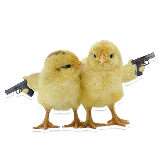 anak ayam, fighting chicken, chicks with guns, pistol ayam, meme pisau burung