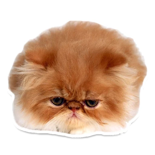 persian cat, persian cat, persian kittens, red persian cat, persian beijing cat