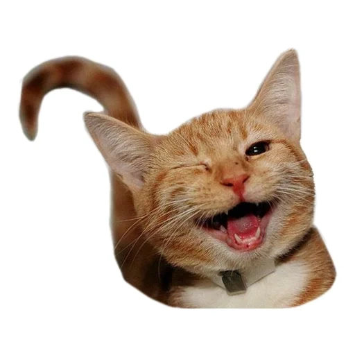 кот улыбка, улыбающийся кот, улыбающаяся кошка, подмигивающий кот