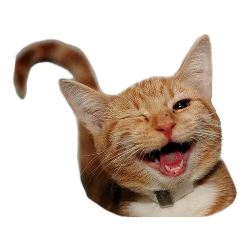 sorriso de gato, um gato sorridente, gato sorridente, gato piscando