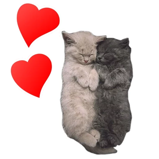 cat, cute cats, beloved cat, hugging cats, charming kittens