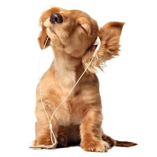 dog, anjing, anak anjing, latar belakang anjing, earphone anjing