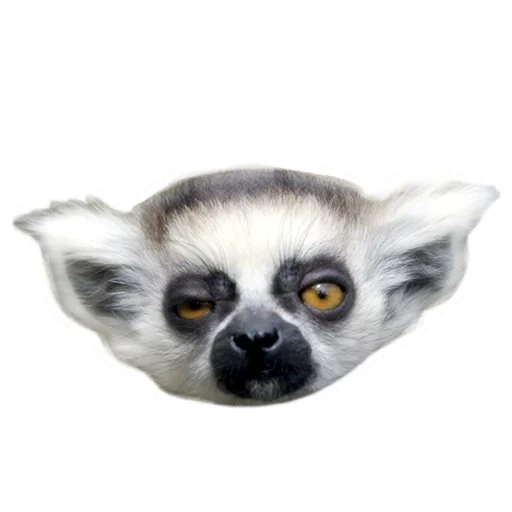 uzbaga, lemur eyes, zbazibo lemur, lemur with a white background