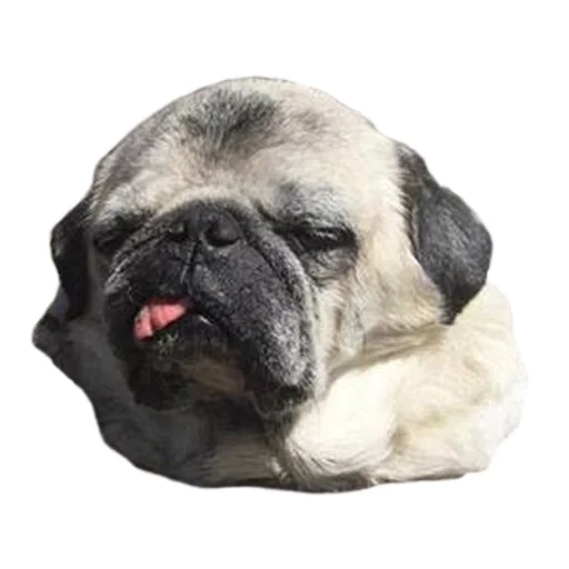 pug, dog pug, mops watsap, sad pug