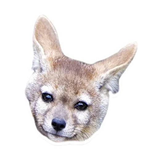 sexy, corgi muzzle, czechoslovak wolf dog
