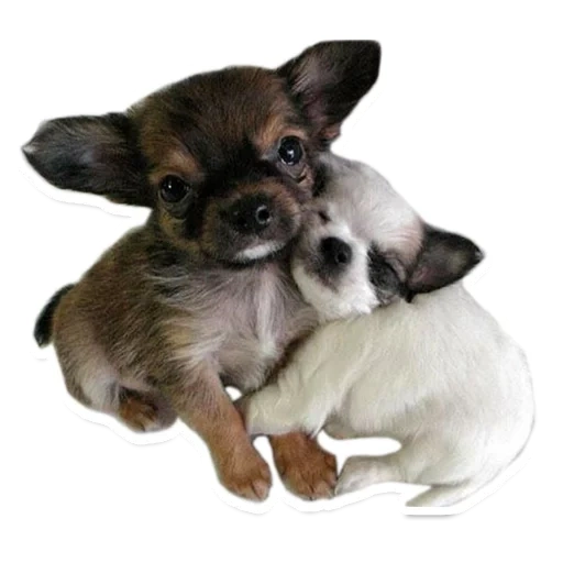 chihuahua, mini chihuahua, chihuahua puppies, chihuahua dog, the breed of chihuahua