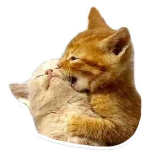 beloved cat, favourite cat, i love you a cat, kissing cats