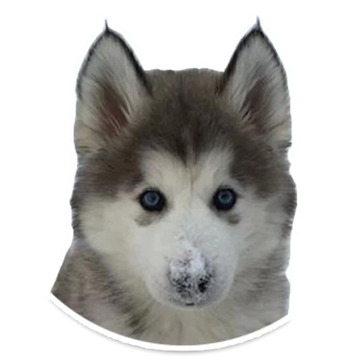 husky dog, alaskan husky, puppies of the siberian husky, siberian husky white background